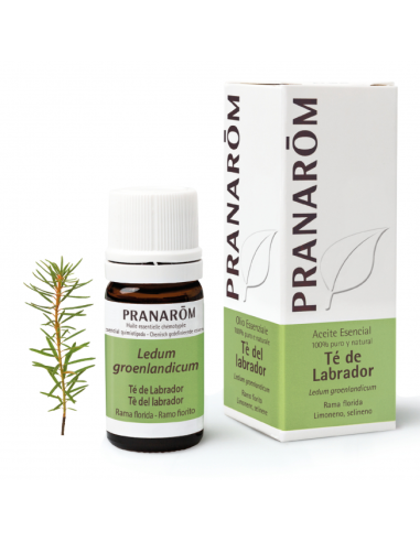 Te De Labrador Rama Flori 5 Ml de Pranarom